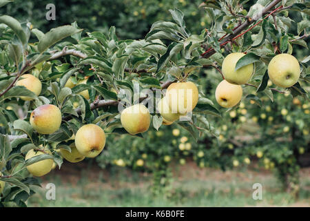 Goldene Äpfel reif für die Ernte aus dem Baum in einem Obstgarten im Herbst Stockfoto