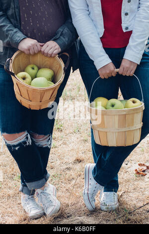 Goldene Äpfel reif für die Ernte aus dem Baum in einem Obstgarten im Herbst Stockfoto