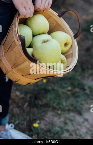 Goldene Äpfel reif für die Ernte aus dem Baum in einem Obstgarten im Herbst Stockfoto