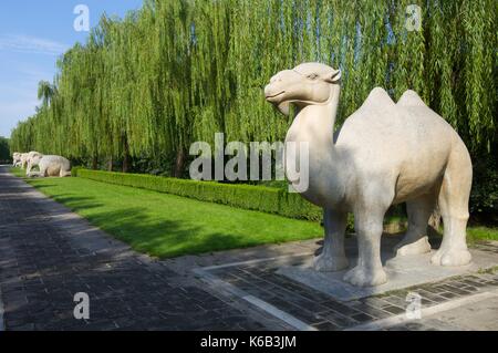 Statue eines stehenden Kamels in der allgemeinen Heiligen Weg die Ming-Gräber. Es wurde zwischen 1435 und 1540 errichtet. Shisanling, Peking, China Stockfoto