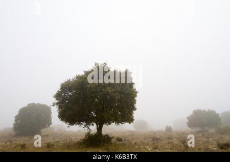 Silhouette eines einsamen Eiche, Quercus ilex, El Buste, Saragosa, Aragon, Spanien Stockfoto