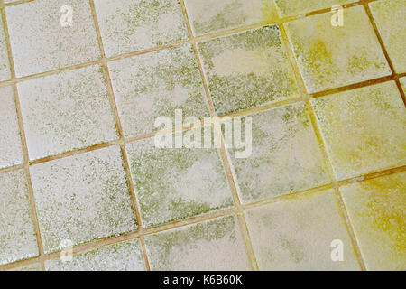 Schimmel im Bad Fliesen. Stockfoto