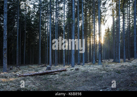 Leere Wald Schlamm Weg durch dichten Wald von Nadelwald, Sonnenstrahlen herausragt, die Bäume. Forstwirtschaft, Holz und Holzindustrie, Ökologie, natur Stockfoto