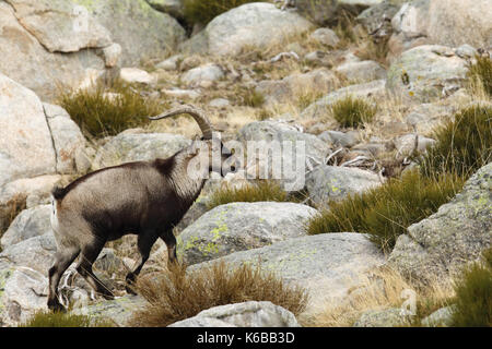 Spanische ibex - paarungszeit Stockfoto