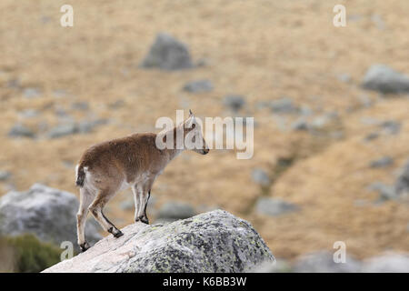 Spanische ibex - paarungszeit Stockfoto