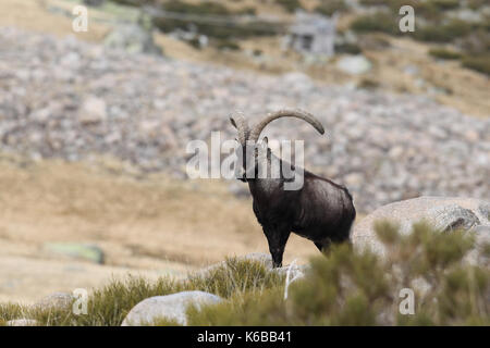 Spanische ibex - paarungszeit Stockfoto