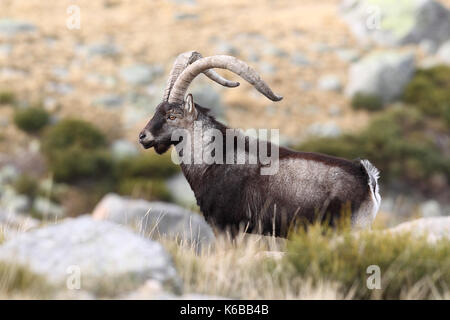 Spanische ibex - paarungszeit Stockfoto
