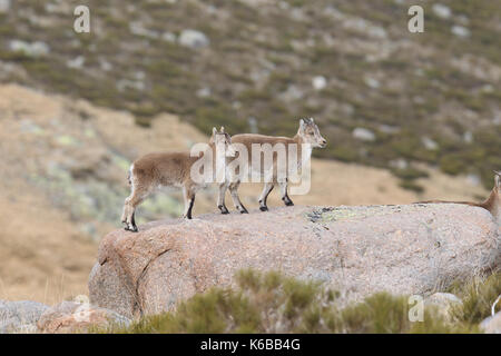 Spanische ibex - paarungszeit Stockfoto