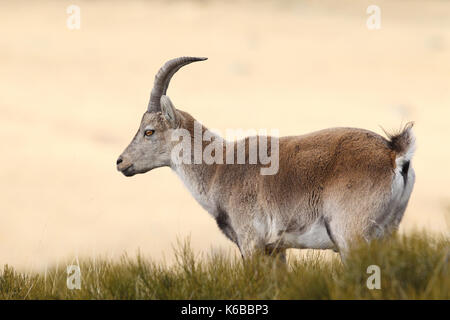 Spanische ibex - paarungszeit Stockfoto