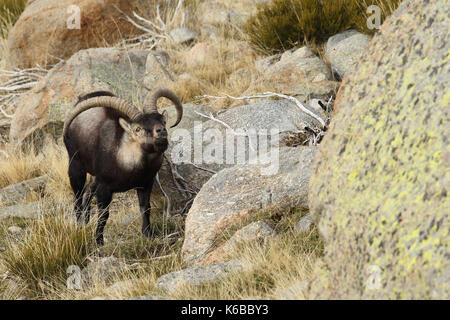 Spanische ibex - paarungszeit Stockfoto