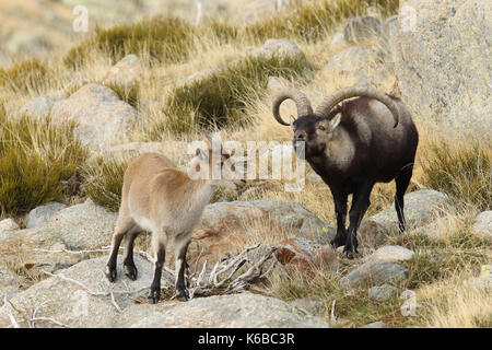 Spanische ibex - paarungszeit Stockfoto