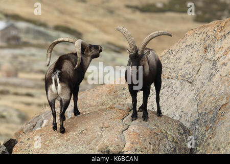 Spanische ibex - paarungszeit Stockfoto