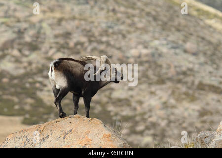 Spanische ibex - paarungszeit Stockfoto