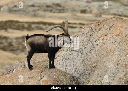 Spanische ibex - paarungszeit Stockfoto
