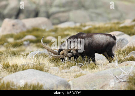 Spanische ibex - paarungszeit Stockfoto
