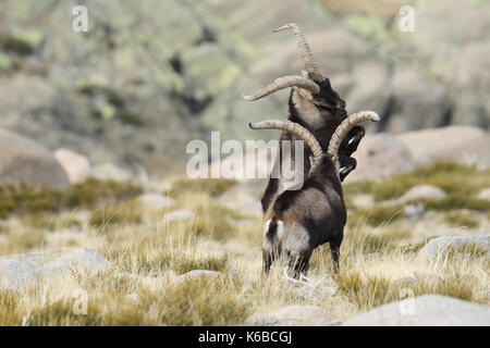 Spanische ibex - paarungszeit Stockfoto
