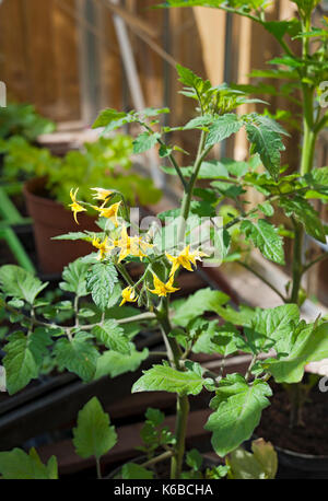 Nahaufnahme von gelben Blüten auf Tomatenpflanzen, die im Frühjahr in einem Gewächshaus wachsen England Vereinigtes Königreich GB Großbritannien Stockfoto