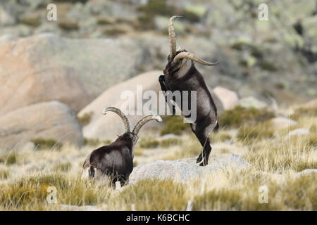 Spanische ibex - paarungszeit Stockfoto