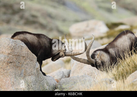 Spanische ibex - paarungszeit Stockfoto