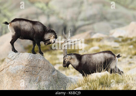 Spanische ibex - paarungszeit Stockfoto