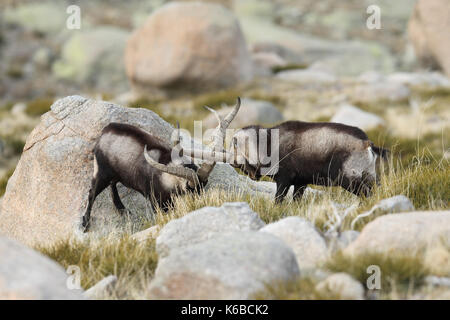 Spanische ibex - paarungszeit Stockfoto