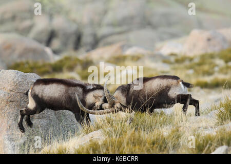 Spanische ibex - paarungszeit Stockfoto