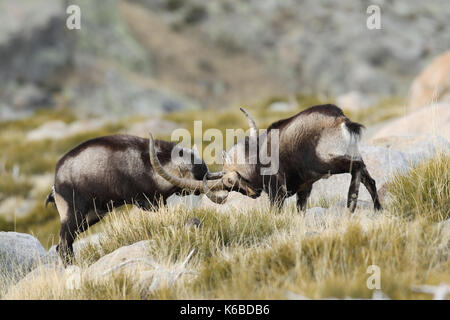 Spanische ibex - paarungszeit Stockfoto