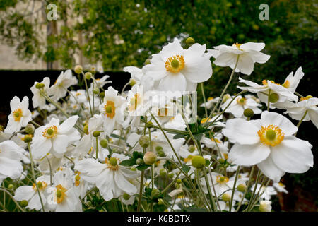 Nahaufnahme von weißen Anemonen Blumen Blüte im Sommer England UK Vereinigtes Königreich GB Großbritannien Stockfoto