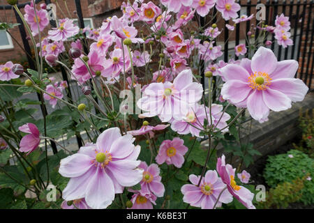 Nahaufnahme von rosa Anemonen Blumen Blüte im Sommer England UK Vereinigtes Königreich GB Großbritannien Stockfoto