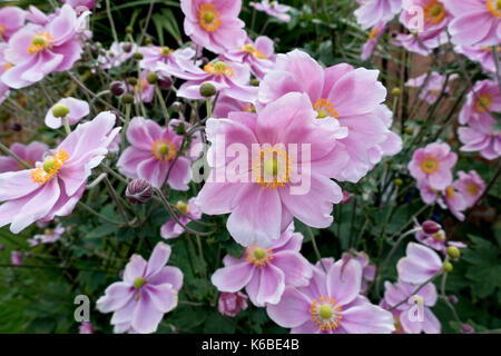 Nahaufnahme von rosa Anemonen Blumen Blüte im Sommer England UK Vereinigtes Königreich GB Großbritannien Stockfoto