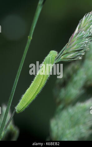 Hauhechelbläuling, schmetterling, Pararge mercuriale, Larve, Raupe, auf der Couch grass, UK, Green getarnt Stockfoto