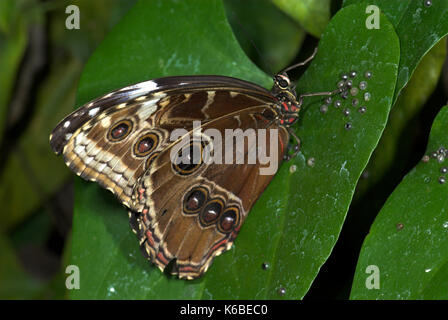 Blaue Morpho Butterfly Eier, Morpho peleides, Eizellen auf die Oberseite des Blattes, Gruppe, Weiblich Stockfoto