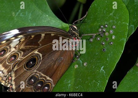 Blaue Morpho Butterfly Eier, Morpho peleides, Eizellen auf die Oberseite des Blattes, Gruppe, Weiblich Stockfoto