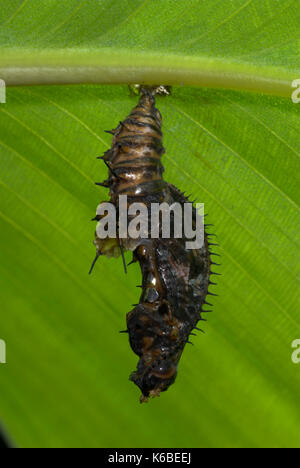 Ismenius Tiger Schmetterlingspuppen, Heliconius ismenius, chrysalis hängenden aus Stammzellen, Stacheligen Stockfoto