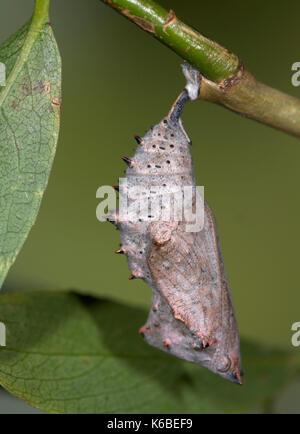 Camberwell Beauty Schmetterlingspuppen, Nymphalis antiopa, hängen vom Stiel der Pflanze Stockfoto
