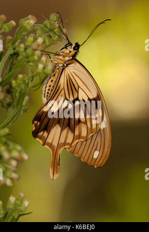 Spötter Schwalbenschwanz Schmetterling, Papilio dardanus, Seitenansicht der Flügel ruht auf Blume, Braun, männlich, Stockfoto