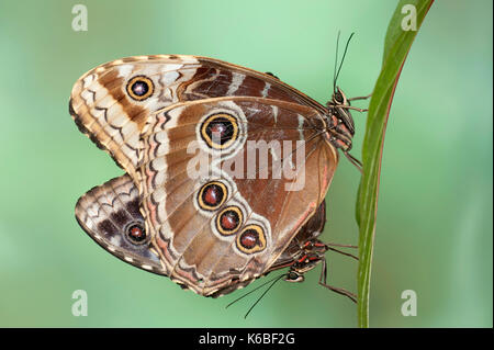 Blaue Morpho Schmetterlinge, Paarung, Morpho peleides, Zentral- und Südamerika, Paar, zusammen, Unterseite der Flügel, Auge Flecken, Regenwald Stockfoto