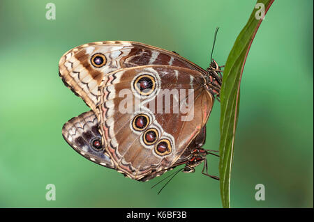 Blaue Morpho Schmetterlinge, Paarung, Morpho peleides, Zentral- und Südamerika, Paar, zusammen, Unterseite der Flügel, Auge Flecken, Regenwald Stockfoto