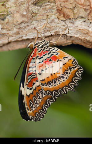 Florfliege Schmetterling, Cethosia Biblis, Südasien, hängend trocknen Flügel nach dem Schlupf, gemustert, bunte, Regenwald Stockfoto