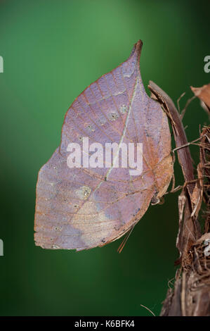 Indische Blatt Schmetterling, Kallima paralekta, Südasien, die Unterseite der Flügel, getarnt Stockfoto