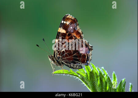 Karte Schmetterling, Araschnia levana, europäische Arten, erste Frühling Brut, orange Färbung, Erwachsene auf die brennnessel Seitenansicht der Flügel Stockfoto