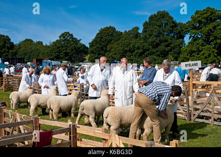 Ryeland Schafe werden auf der Ripley Show im Sommer bewertet und Farmer Farmer Farmer Farmer Farmers in North Yorkshire England Vereinigtes Königreich Großbritannien Großbritannien Großbritannien Großbritannien Großbritannien Großbritannien Stockfoto