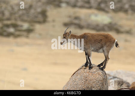 Spanische ibex - paarungszeit Stockfoto