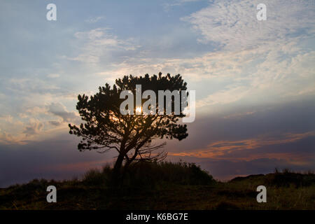 Silhouette einer Kiefer auf einer Heide bei Sonnenaufgang Stockfoto