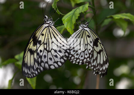 Baum Nymphe Schmetterlinge, paar Paarung, Idea leuconoe, Südasien, Schmetterling Stockfoto