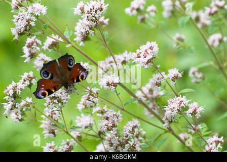 Tagpfauenauge, Inachis io, auf weiße Blüten, nectaring, Fütterung, die Bestäubung Stockfoto