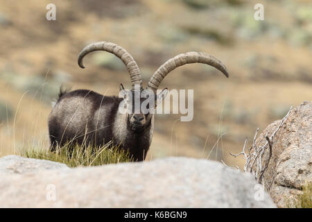 Spanische ibex - paarungszeit Stockfoto