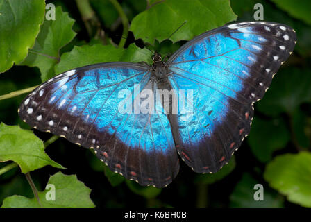 Blaue Morpho Butterfly, Morpho peleides, ruht auf Blatt mit Flügeln öffnen Stockfoto