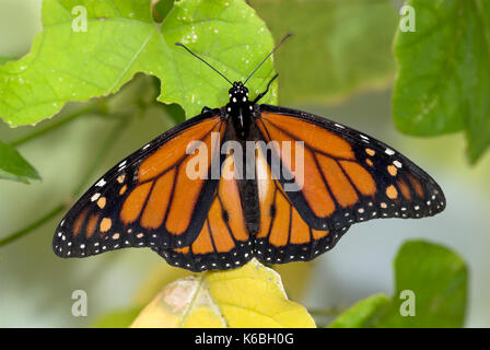 Monarch Butterfly, Danaus plexippus, männliche ruht auf Blatt, Stockfoto