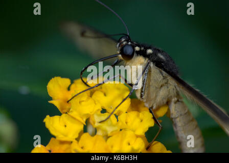 Kalk Schwalbenschwanz Schmetterling Fütterung, Papilio demoleus, Anzeigen gedehnt Rüssel Nektar von Blume Stockfoto